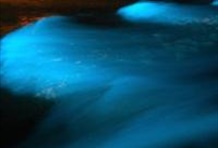 Luminous Lagoon Tour